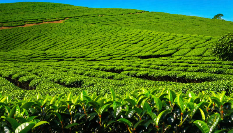 Sostenibilità nel Tè: Scelte Green per un Futuro Migliore