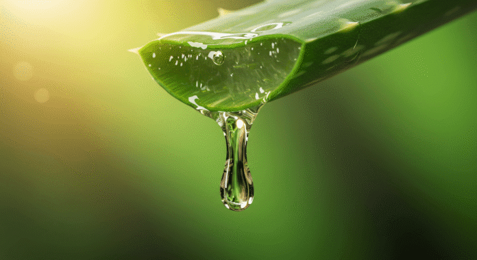 Gel trasparente che cola da una foglia di Aloe Vera sezionata, rimedio per il reflusso.