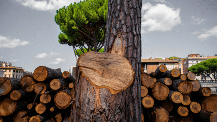 Pino secolare parzialmente abbattuto a Roma, simbolo della deforestazione urbana.